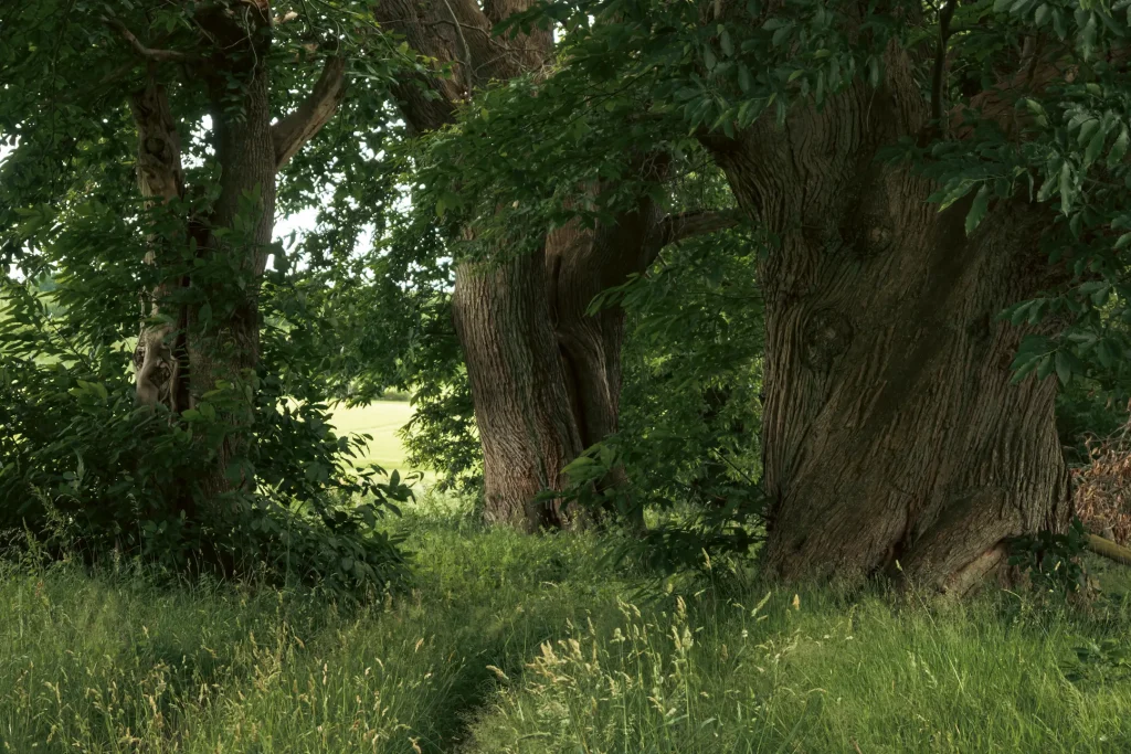 Three huge trees lining a perthshire walking path. Photo taken on the Nikon Z50II camera and Nikon Z 16-50mm lens.