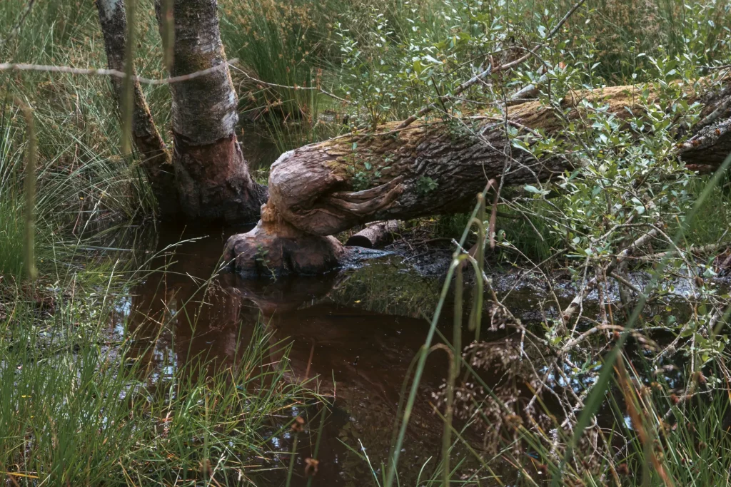 A chewed up tree, felled by beavers in the Scottish Highlands. Photo is taken on the Nikon Z50II camera.