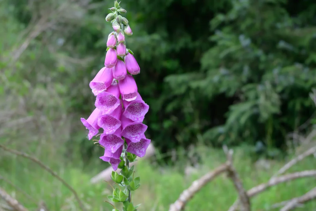 A foxglove with pink flowers in amongst woodland in Scotland. Photo is taken on the Nikon Z50II camera.