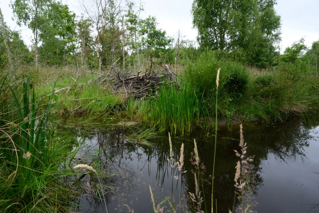 A beaver lodge near Crieff in Scotland. Photo is taken on a Nikon Z50II camera.