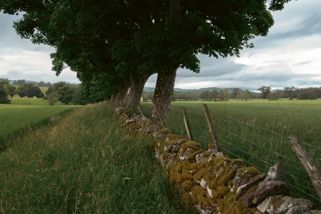 A dry stone wall lined with trees in Perthshire farmland. Photo is taken on the Nikon Z50II with the 16-50mm kit lens.