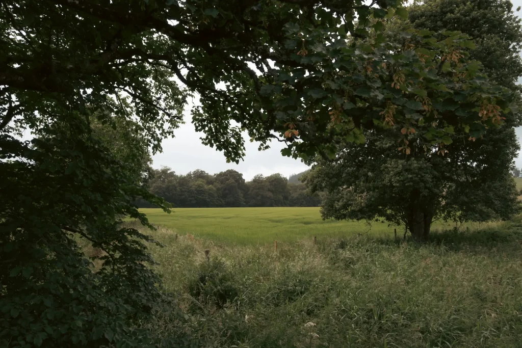 Trees frame a clearing in to fields in perthshire, Scotland.