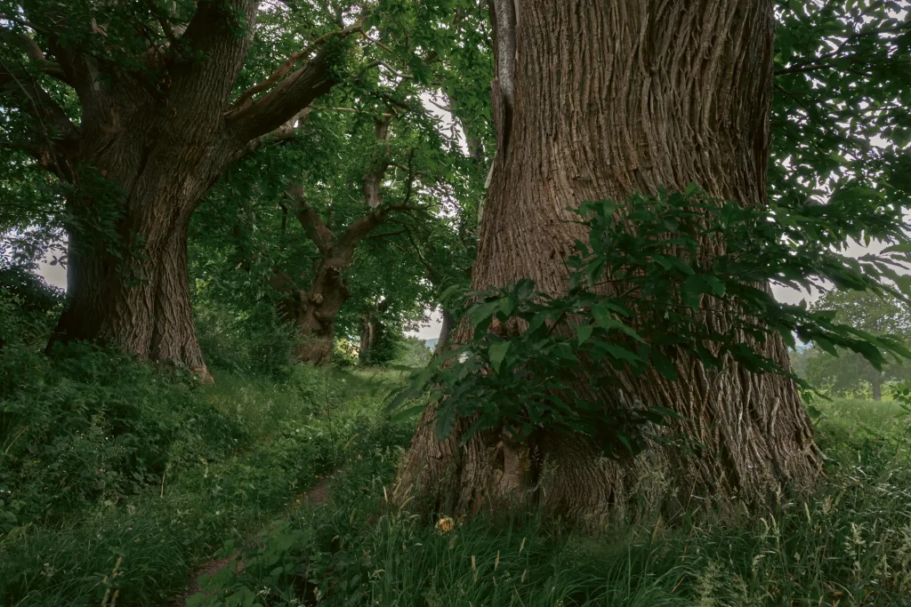 Huge trees lining a path near Crieff in Scotland.