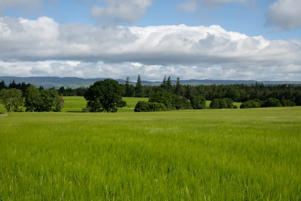 A field of crops with trees in the background. This time shot at f/16 to increase depth of field. 
