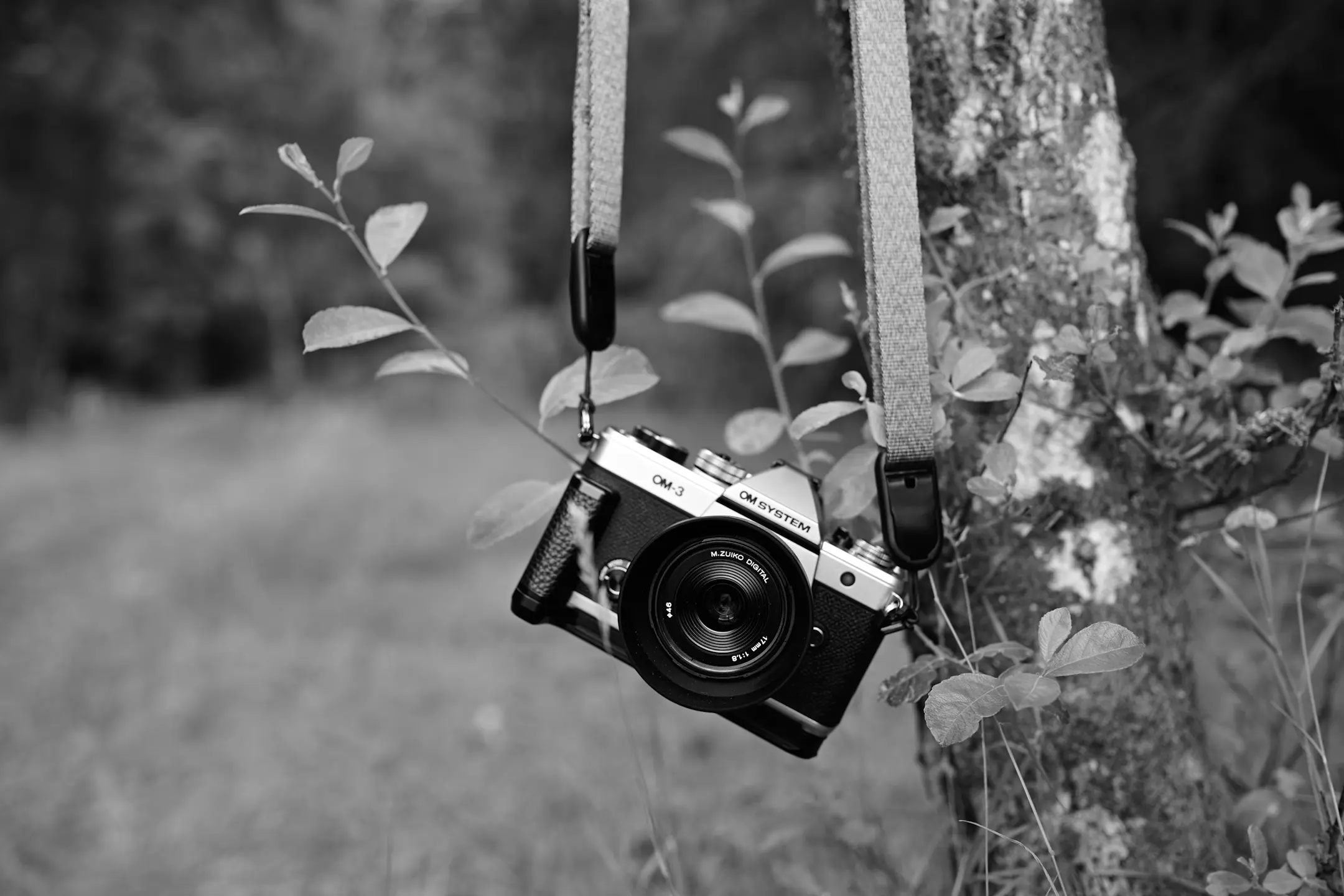A black and white photo of an OM System OM-3 camera hanging from a tree by its camera strap.