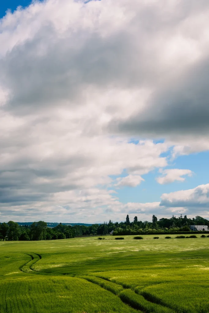 An image of crop fields in summertime with trees in the distance. The image is in portrait orientation and shot on the Nikon Z8 and Nikon Z 50mm 1.8S lens.
