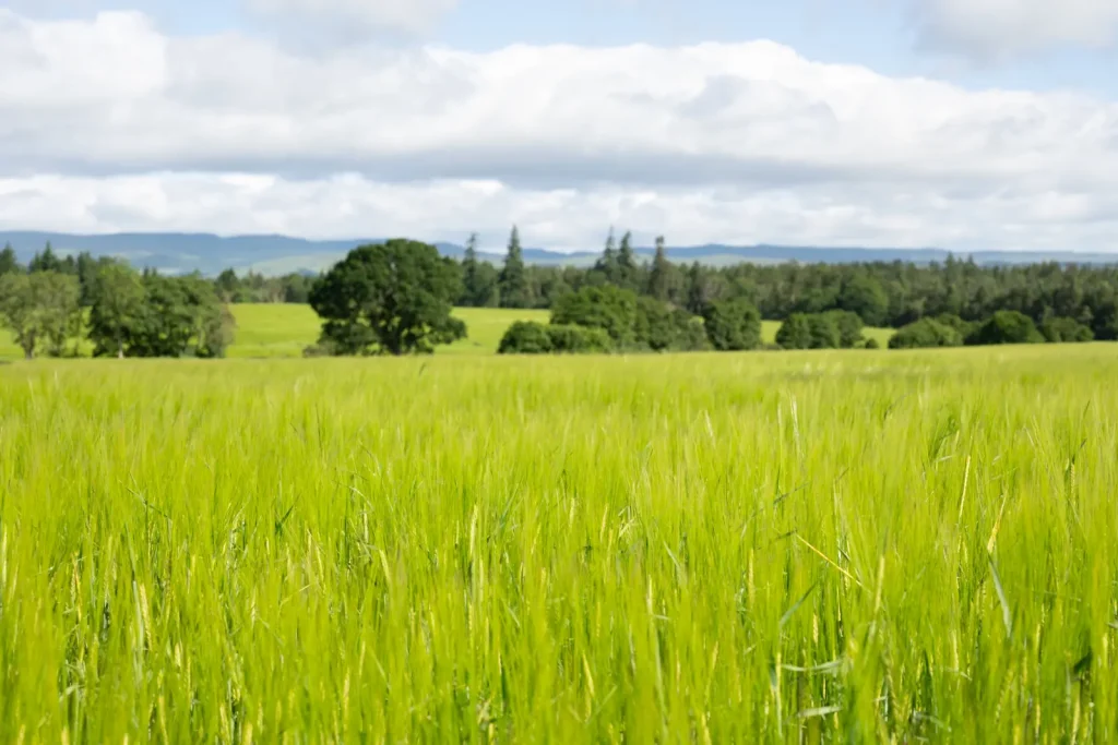 A field of green crops with trees dotted around in the background.