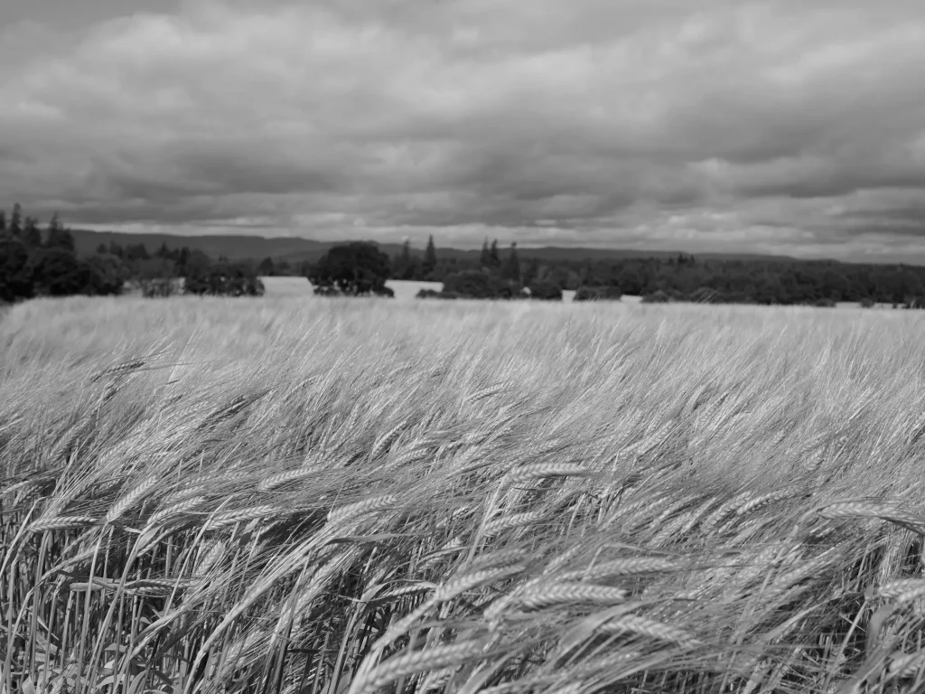A black and white photo close up of the heads of Barley crop in a field in Scotland.