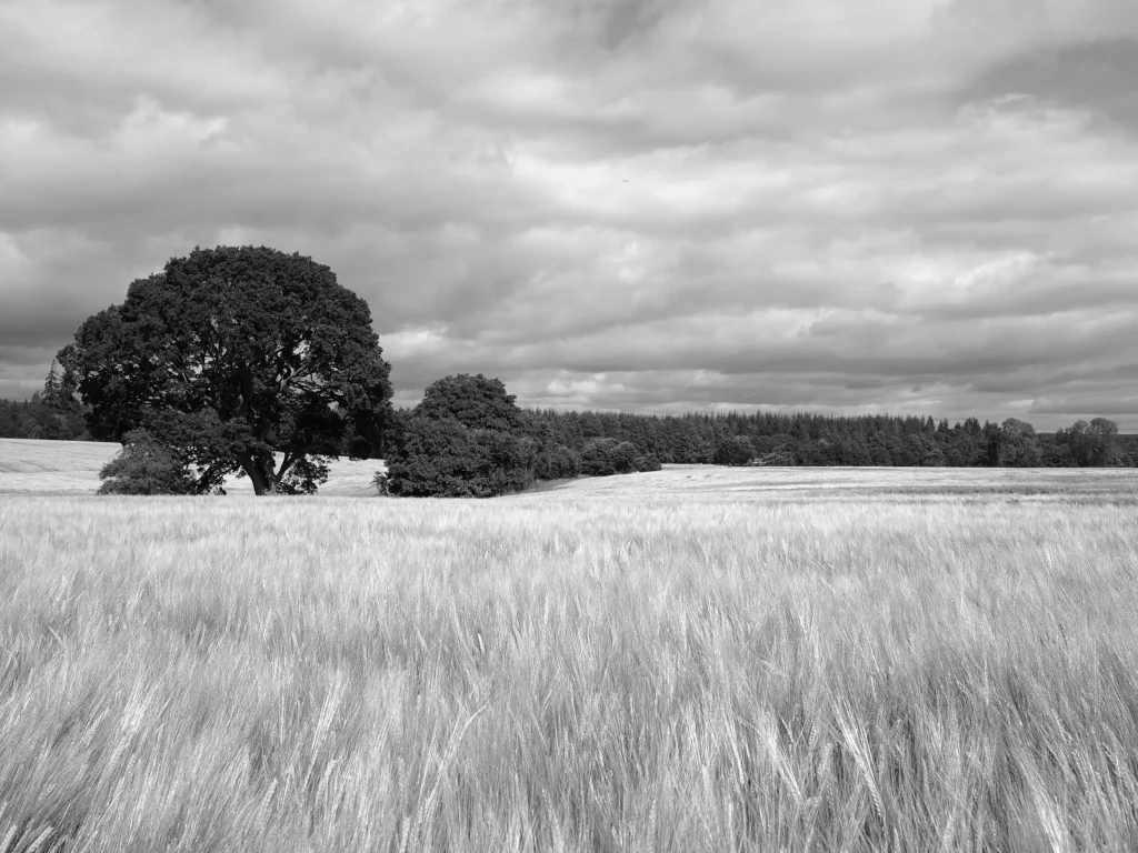 An un-labelled black and white photo of barley fields with trees in the background. This photo is being used as a comparison of the Nikon Zf and OM System OM-3 and their black and white straight out of camera output.