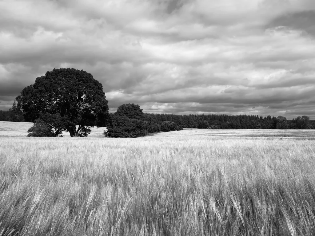 The same shot of barley fields with trees in the background in Scotland taken on the OM System OM-3 this time with final edits done.