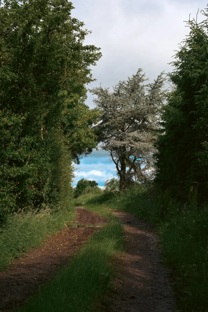 The Old railway path in Tullibardine, Auchterarder, Perthshire. The photo shows the track with trees either side near the entrance to the walk.