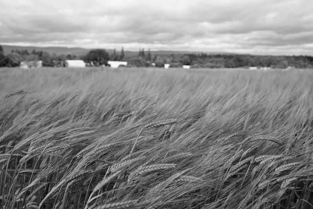 A black and white photo close up of the heads of Barley crop in a field in Scotland.