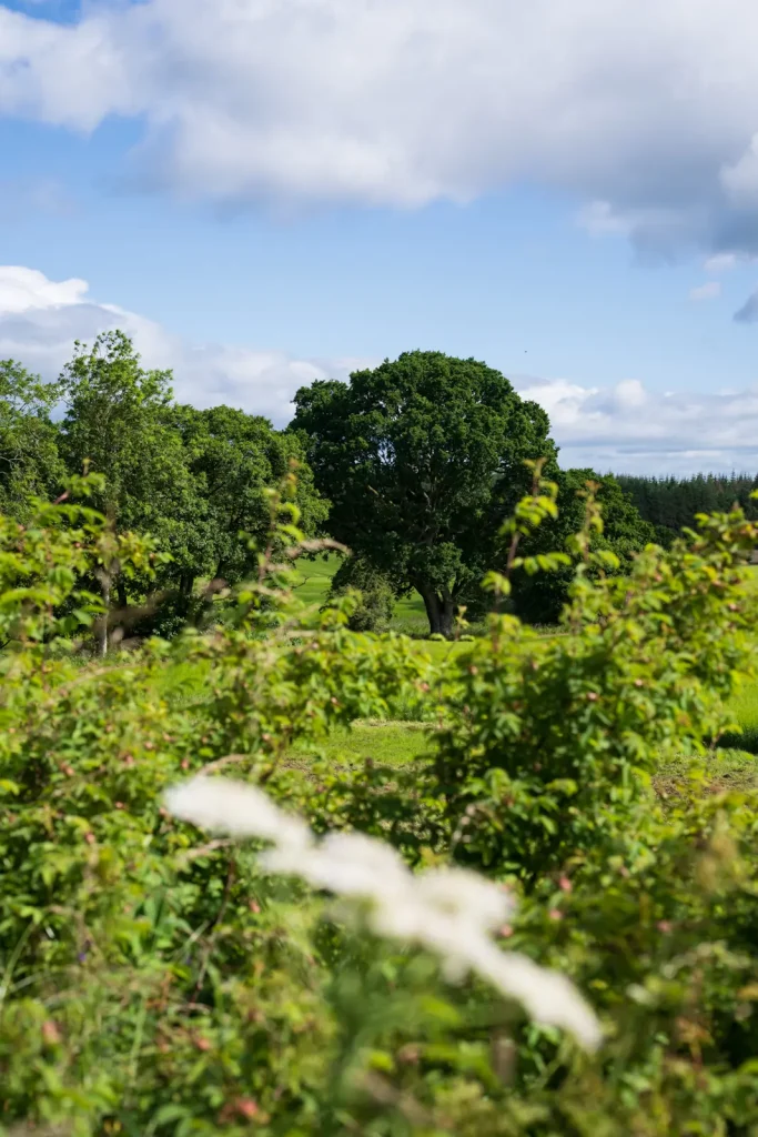 An oak tree in the distance, photographed through foliage with the foreground being out of focus.