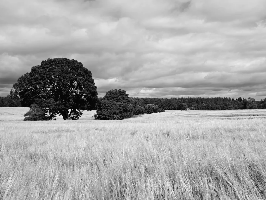 An un-labelled black and white photo of barley fields with trees in the background. This photo is being used as a comparison of the Nikon Zf and OM System OM-3 and their black and white straight out of camera output.