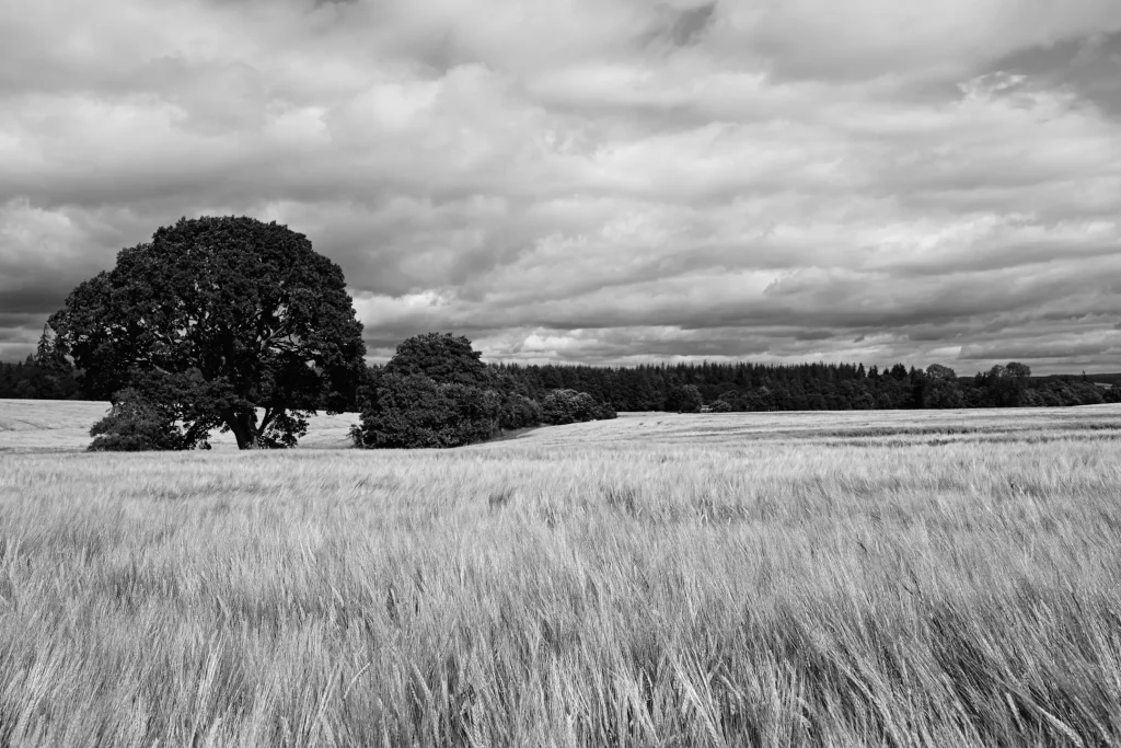 The same shot of barley fields with trees in the background in Scotland taken on the Nikon Zf. This time the photo has been edited to taste.