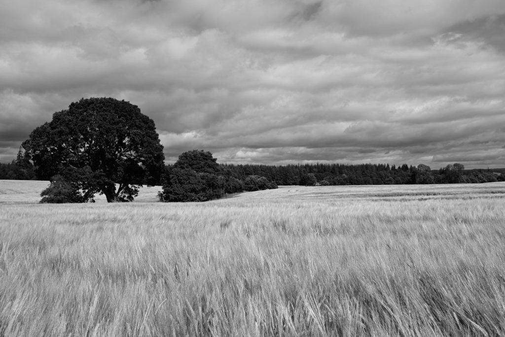 A black and white photo of barley fields with trees in the background taken on the Nikon Zf.