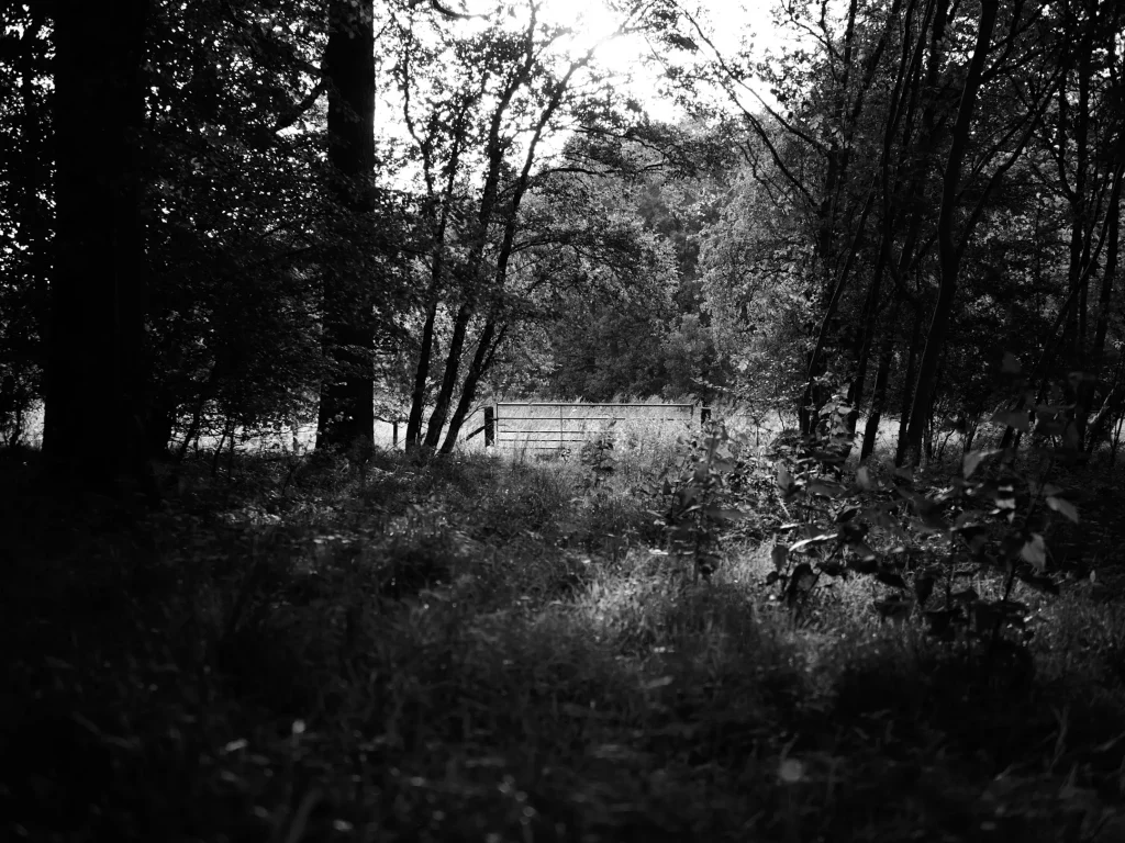 A straight out fo camera balck and white Jpeg from the OM System OM1 mark II camera. The image is of woodland floor leading to a gaet with patches of the woodland spot lit by the sun breaking through the trees above. 