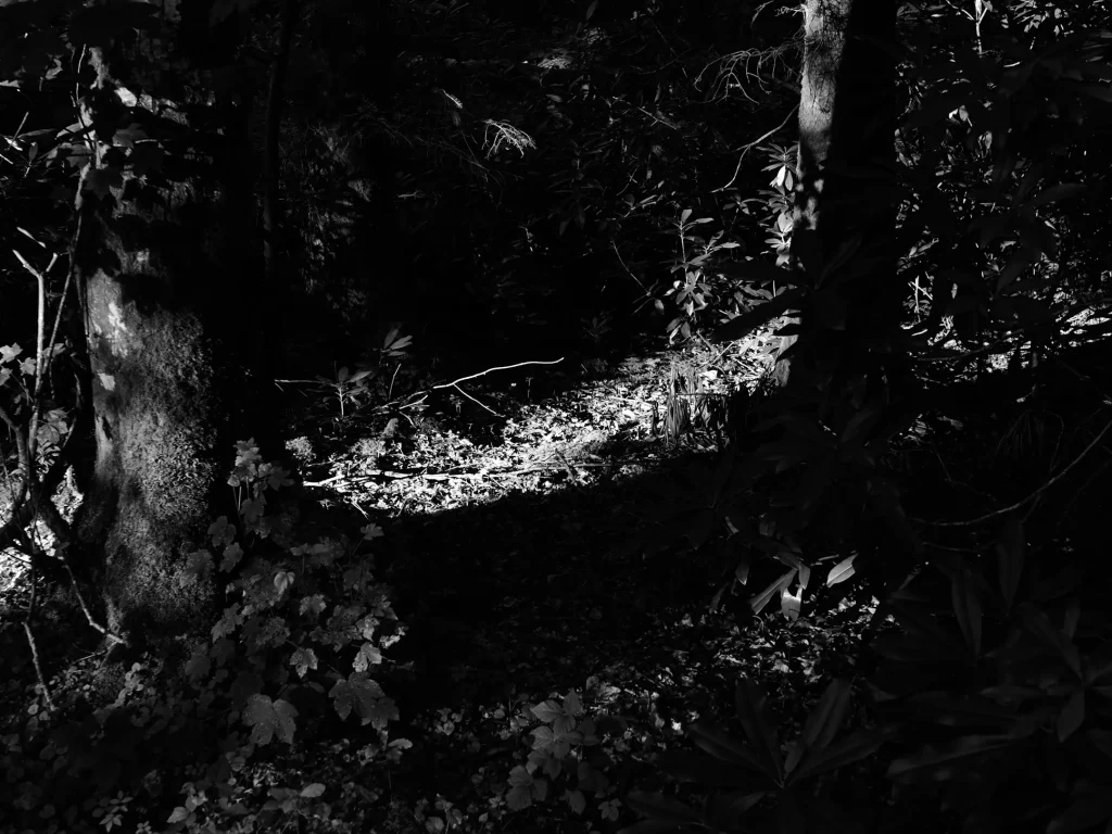 A black and white photo of a patch of light breaking through the woodland canopy to hit the woodland floor. Photo is taken on the OM System OM-1 mark II and OM System 25mm 1.2pro lens. 