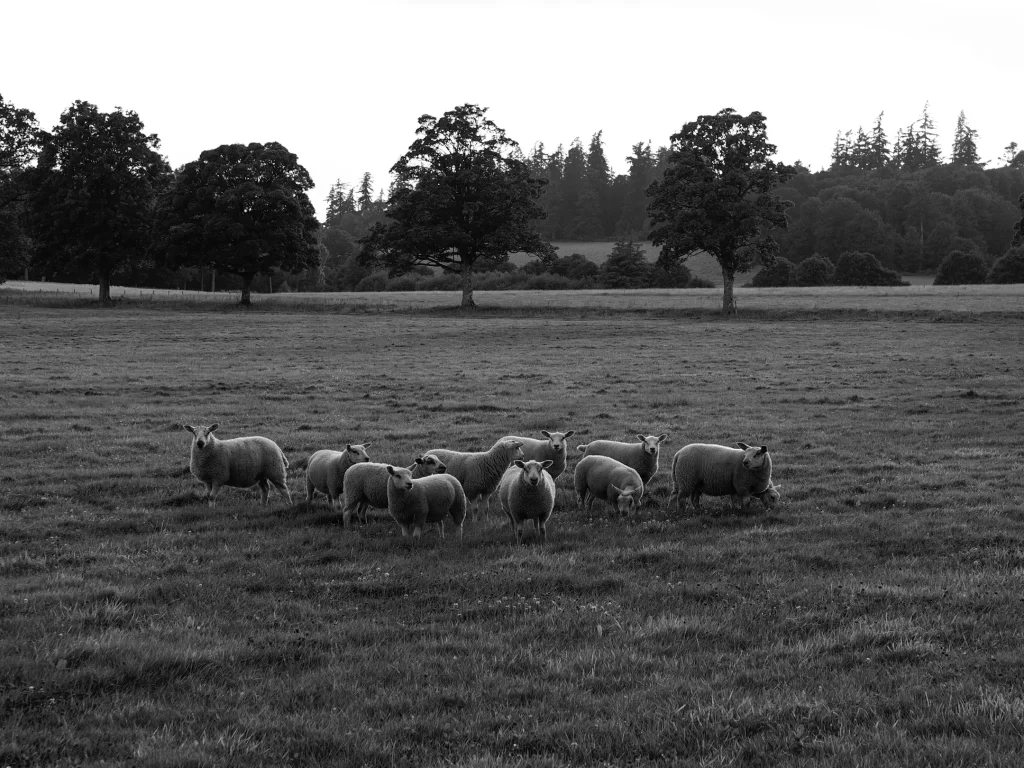 A small herd of sheep looking towards the photographer. The photo is a balck and white image taken with the OM System OM-1 II camera and it shows sheep in a field during late evening light in Auchterarder, Scotland. 