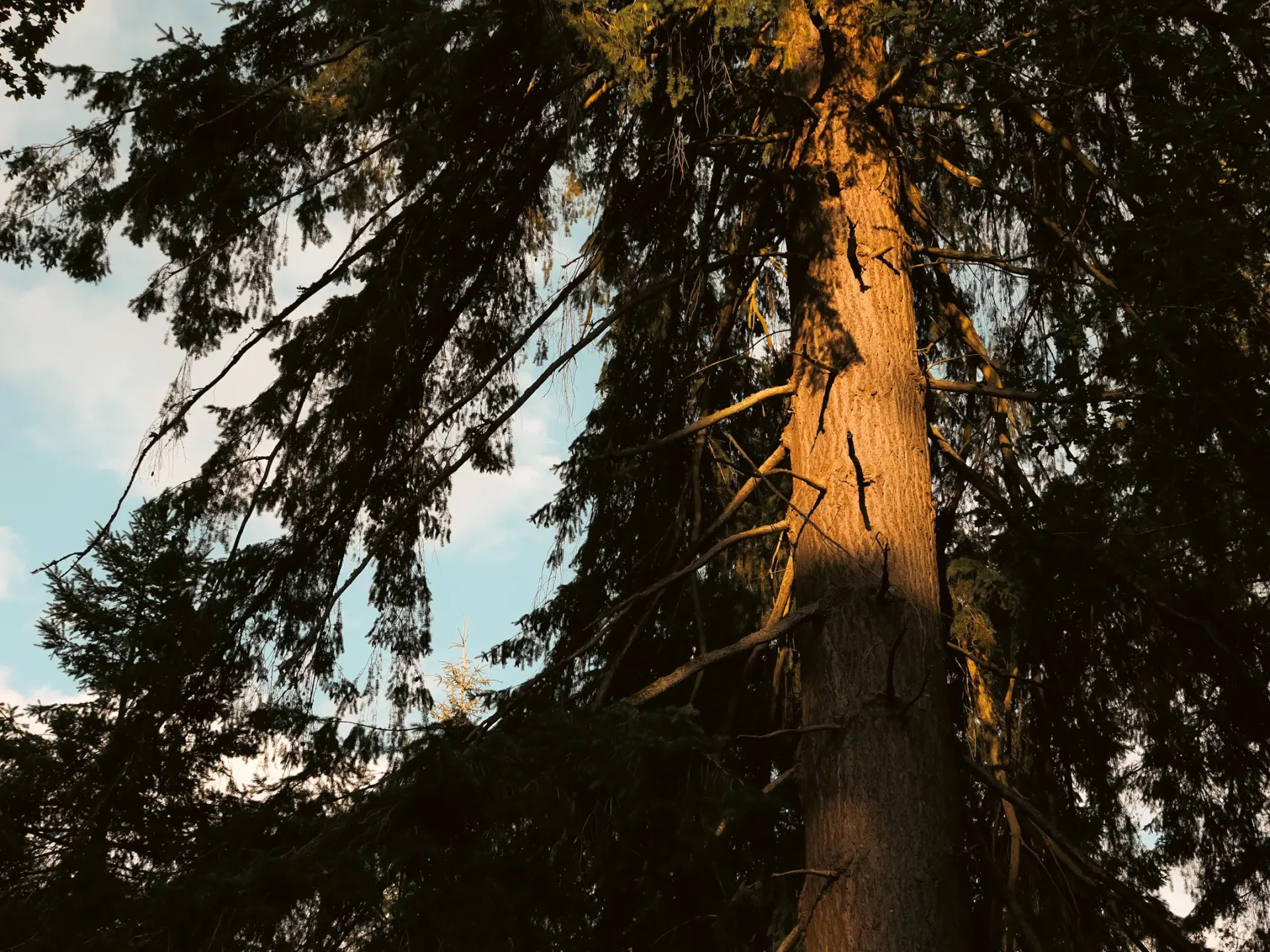 A Scots Pine tree is partially illuminated by warm evening sunlight. Image is taken on the OM System OM1 mark II.
