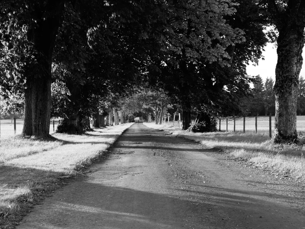 A tree lined path with strong shadows being cast on the path by eveing side-light. Photo is taken at Strathearn Castle estate on an OM System OM-1 Mark II camera and is  black and white photo. 