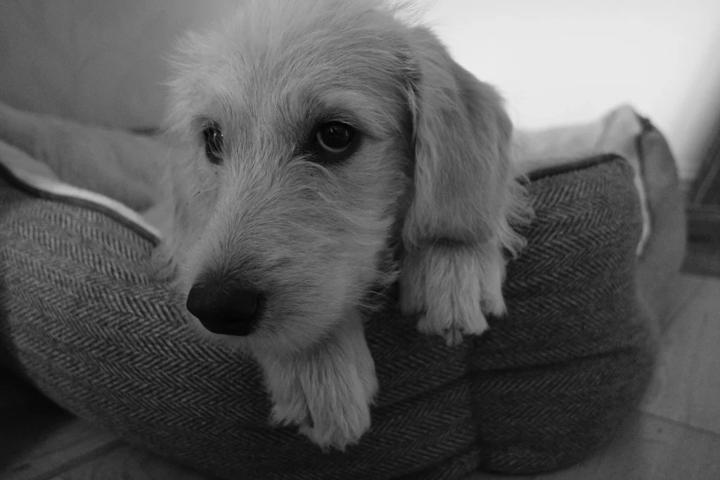 A young Labradoodle puppy photographed in black and white on the Fuji X-T30 III camera. 