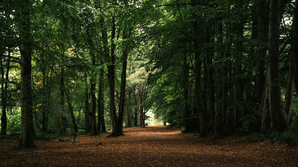 An avenue of trees line the footpath at Lady Mary's walk in Crieff, Scotland. 