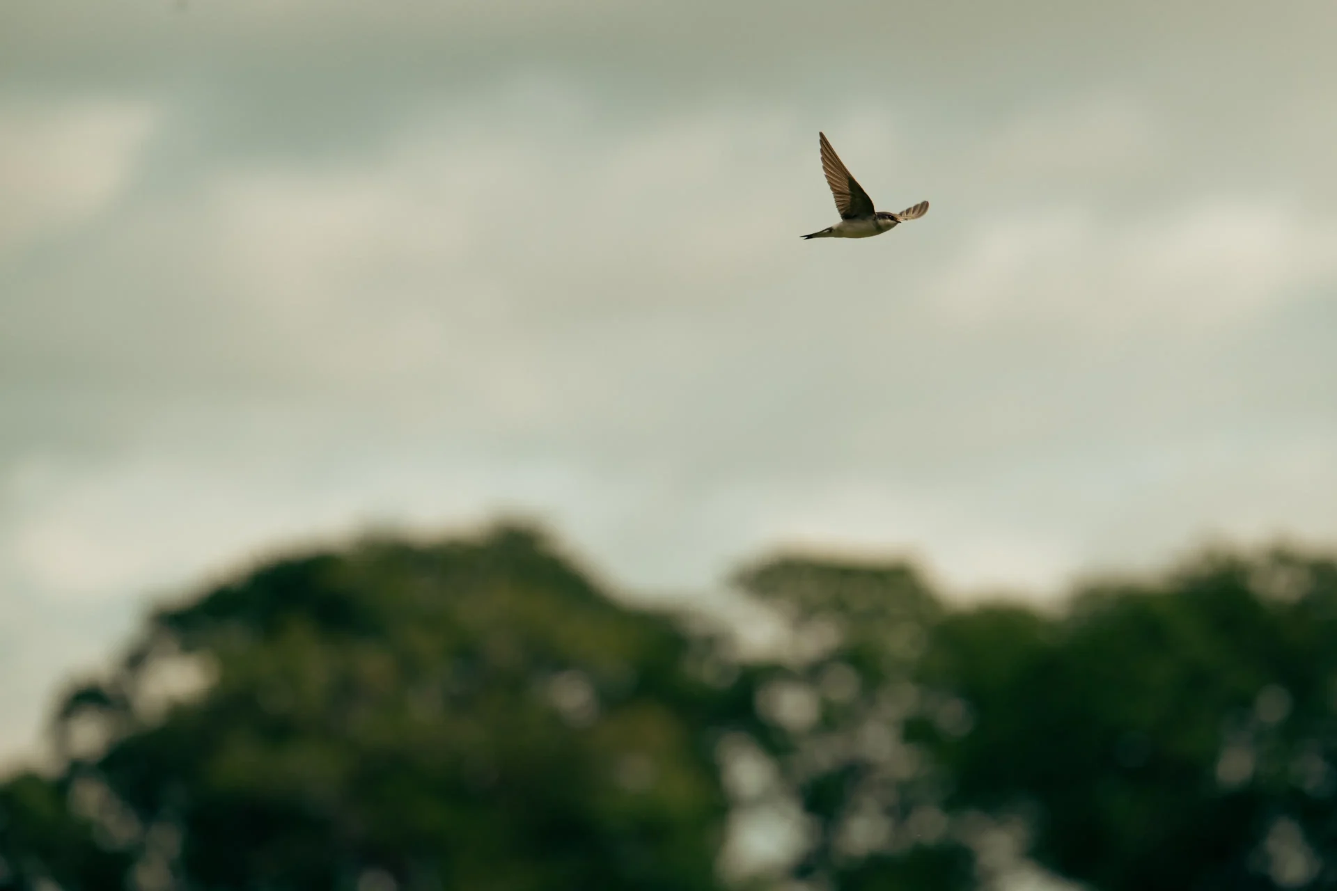 A Swift flies over trees on a Scottish estate.