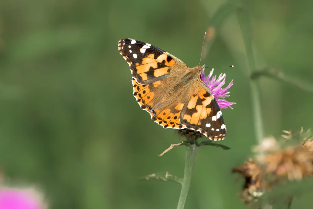 A butterfly feeding on a plant. Photographed close up